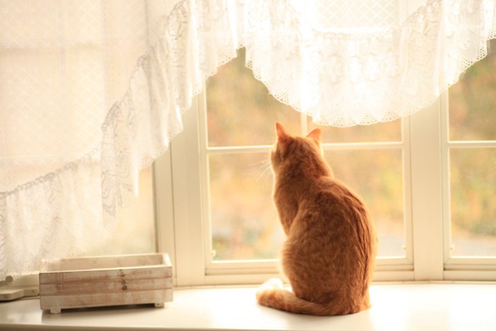 外を見ながら飼い主を待つ猫