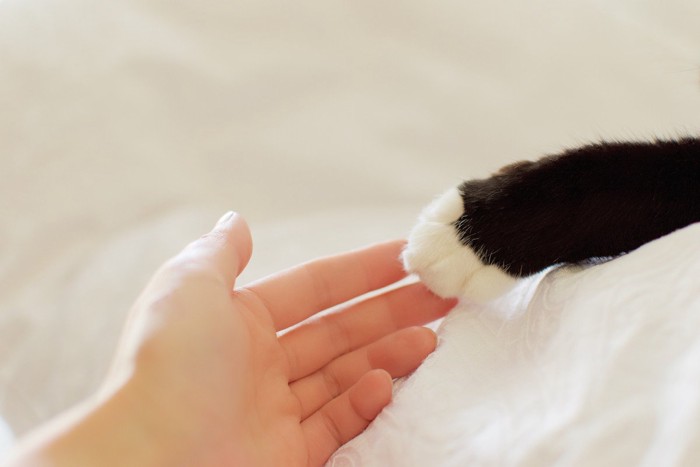 重なり合う猫と人の手