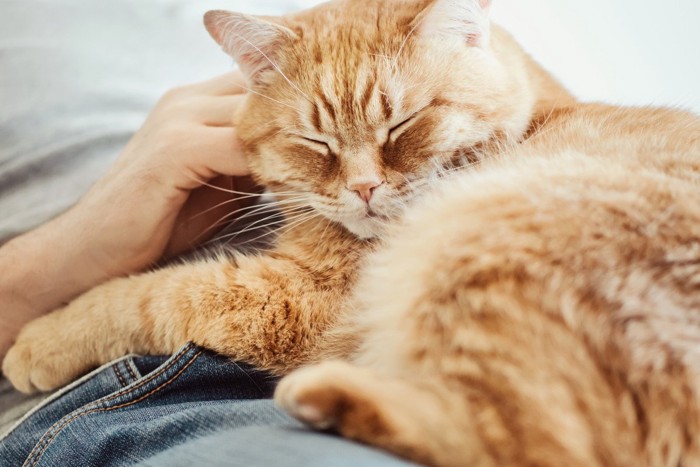 膝の上で撫でられる猫