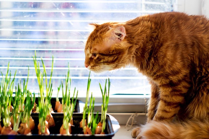 玉ねぎの芽の臭いを嗅ぐ猫