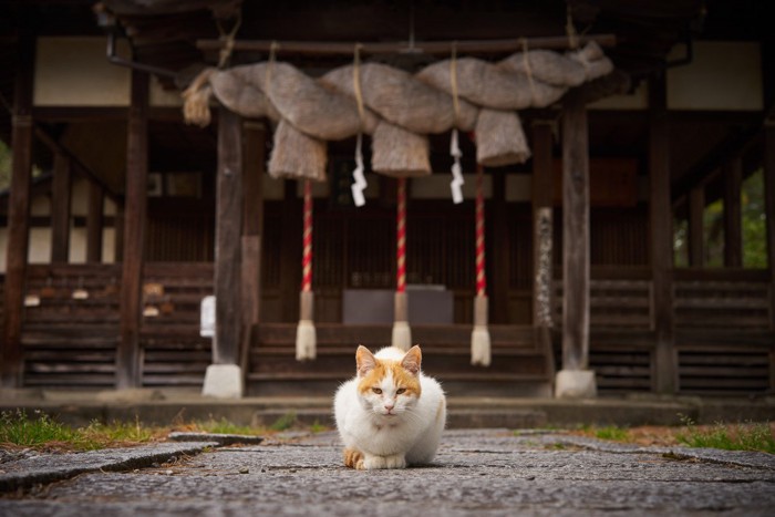 神社と猫