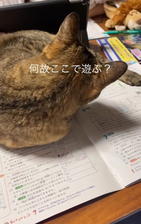 毛づくろいする猫