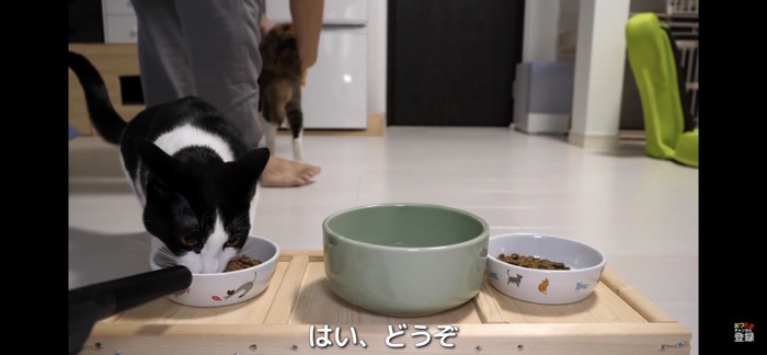 フードを食べる猫