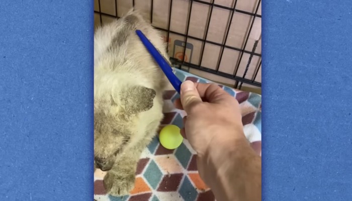 ケージの中に人の手と猫