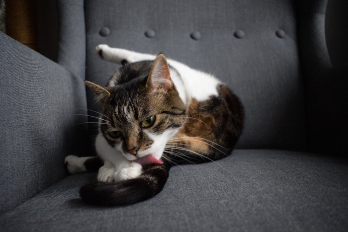 しっぽを舐める猫