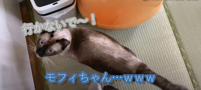 通せんぼする猫