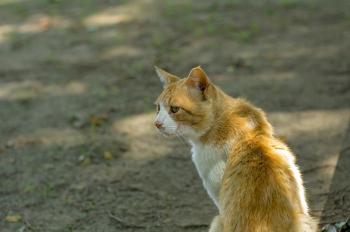 痩せた猫