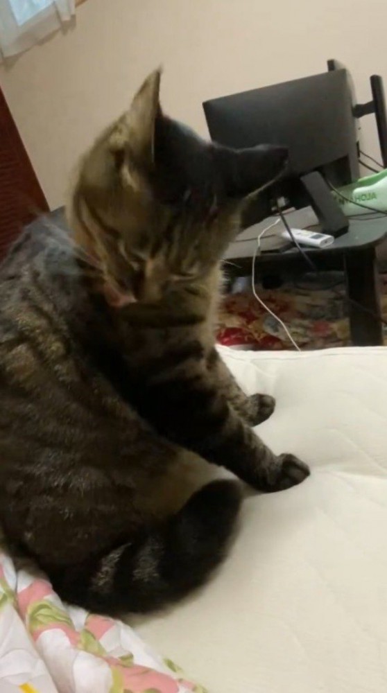 飼い主に撫でられたところを毛繕いするキジトラ猫