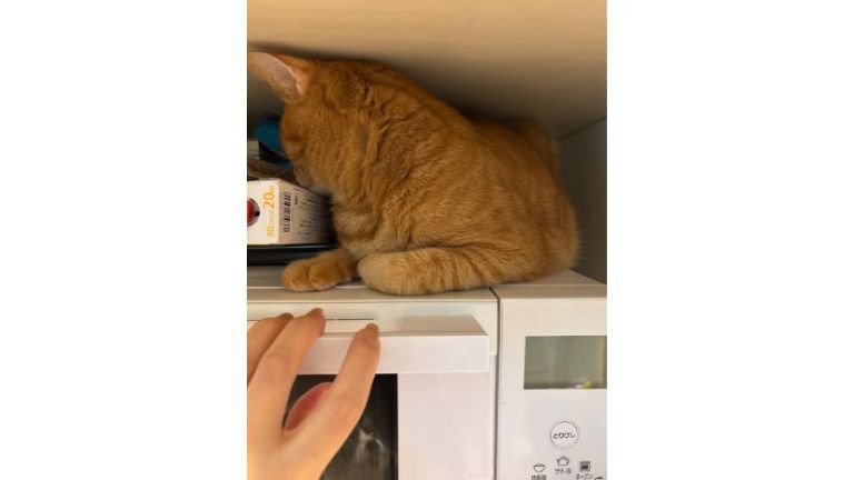 電子レンジの上の猫