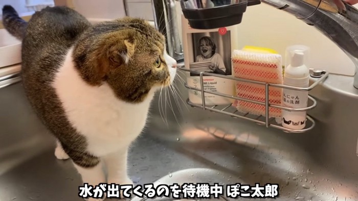 水道を見る猫