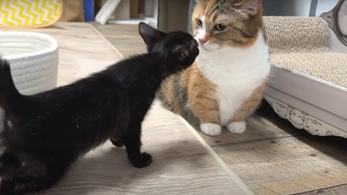 成猫と子猫の挨拶