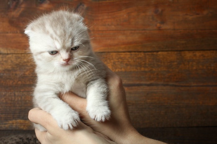 不満そうな子猫