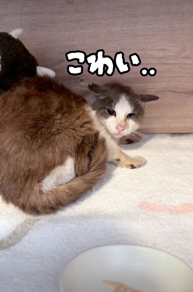 警戒する猫