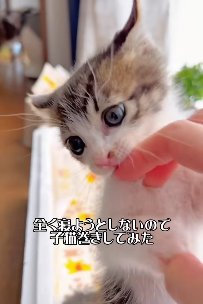 人の指を噛んで横を向く子猫