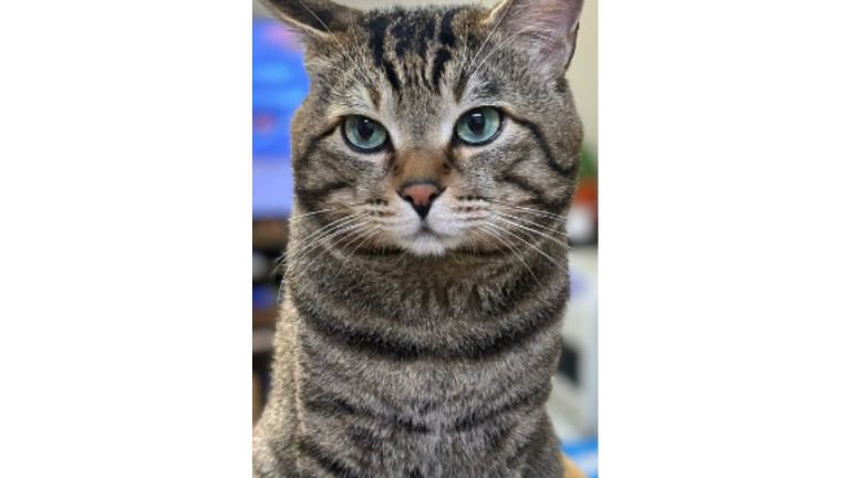 室内にいる猫