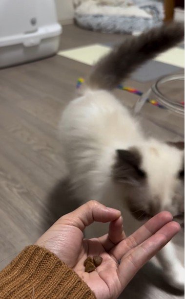 手のひらの上におやつを乗せた人とおやつを食べようとしている猫