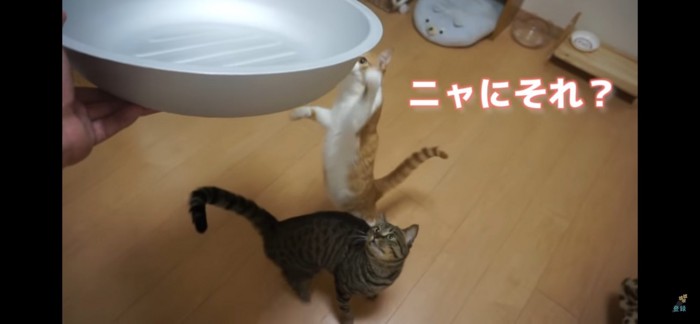 猫鍋