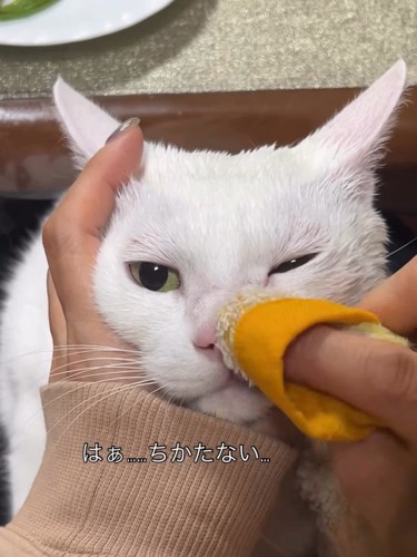 鼻を拭かれる猫の顔