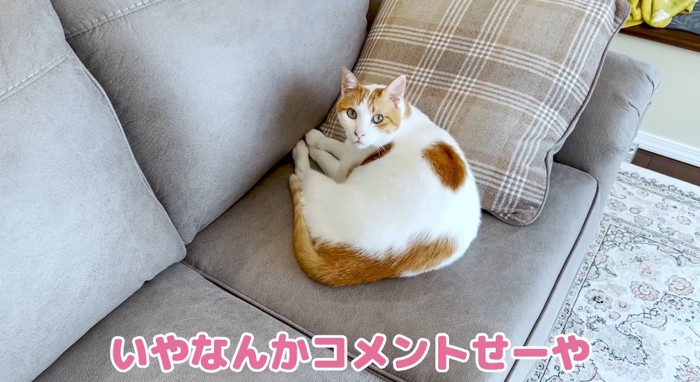 ソファの上の猫