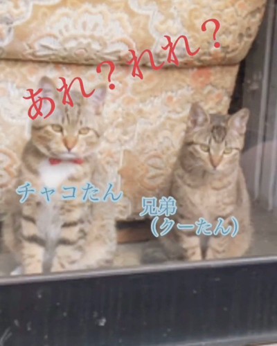 窓から外を見る2匹の猫