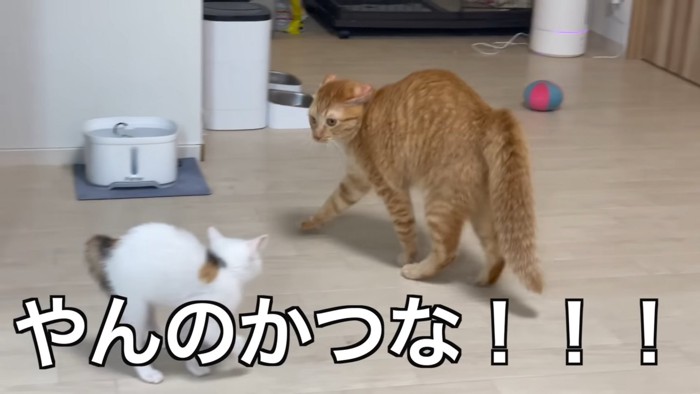 子猫を見て威嚇する猫