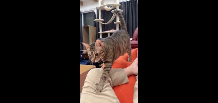 足の上