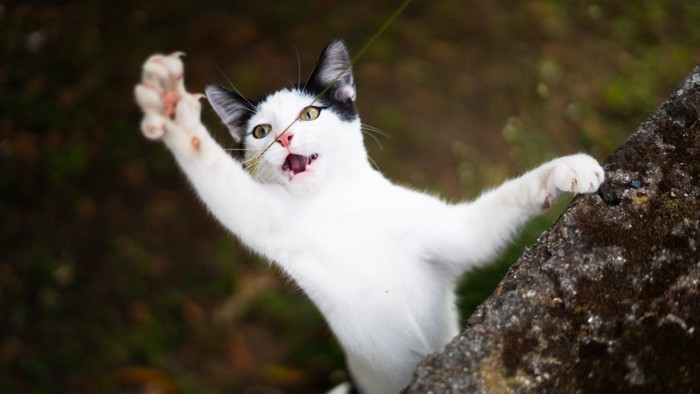 爪を立てて遊ぶ子猫