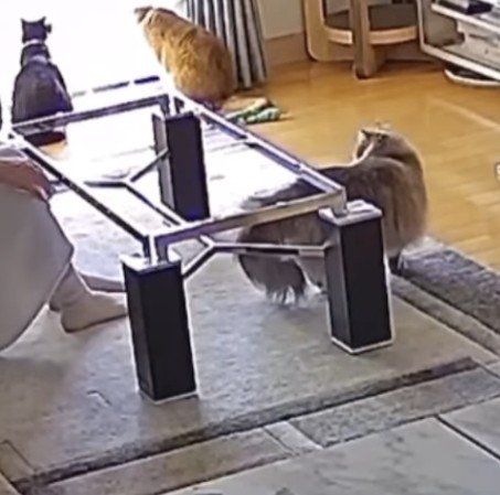 テーブルの枠とツキちゃん