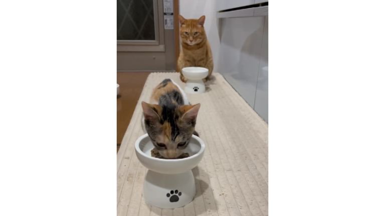 キッチンにいる猫たち