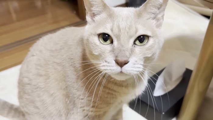 カメラ目線の猫