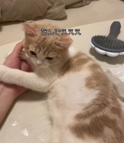 かまってもらえず悲しむ猫