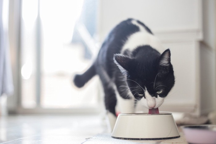 水を飲む猫