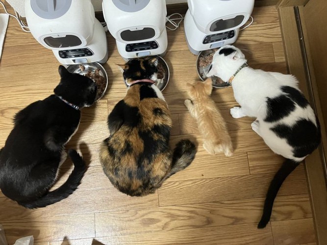 ごはんを食べる猫