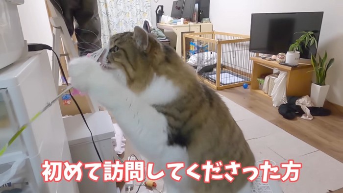 鼻をつけてタッチ