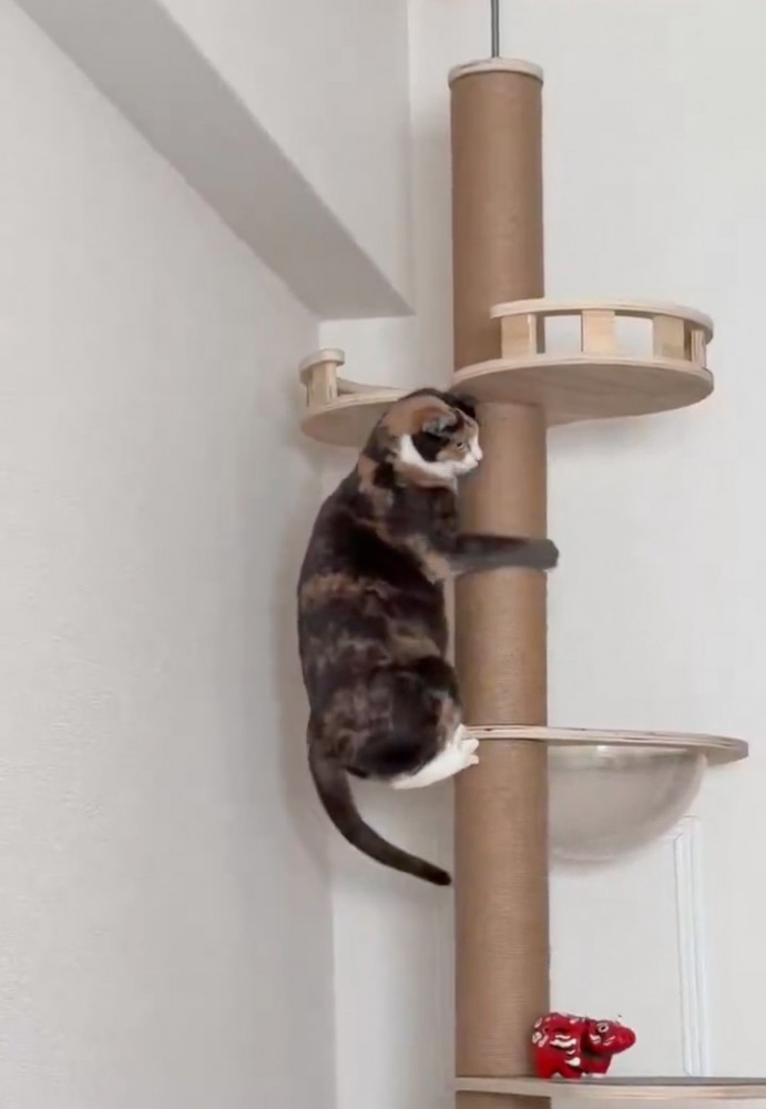 諦める猫