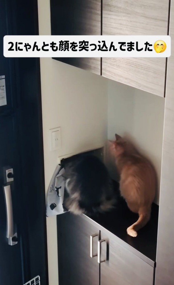 郵便受けに顔を突っ込むミックス猫と隣に座る茶トラ猫