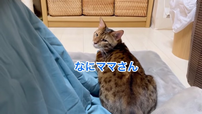 振り向く猫