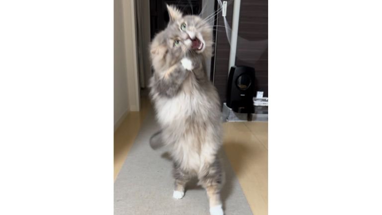 遊んでいる猫