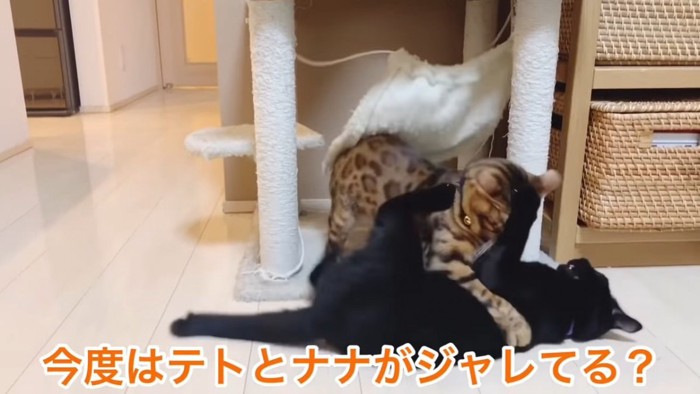 取っ組み合う2匹の猫