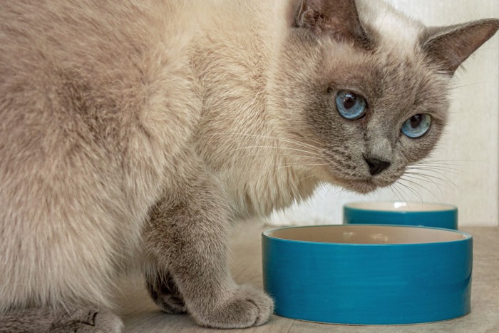 食器から顔を上げて振り向く猫