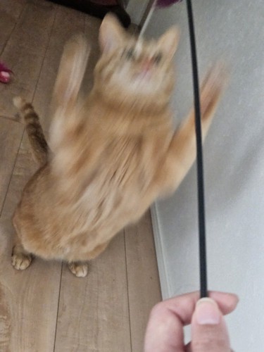 暴れるきなこくん