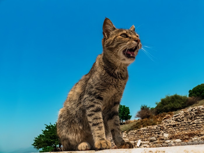 青空のもと鳴く猫