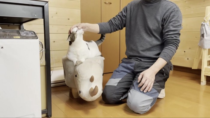 サイ型の椅子に座り、隣のお父さんになでてもらう豆大福くん