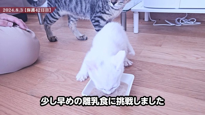 離乳食を食べる子猫