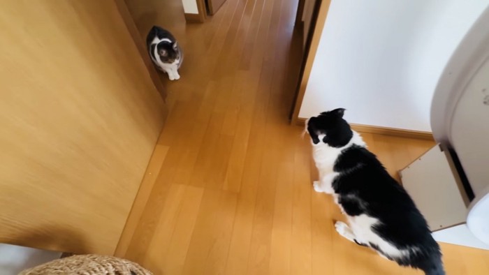 見つめ合う白黒猫とキジ白猫