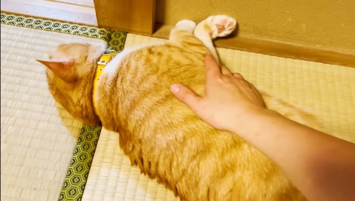 寝転がる猫