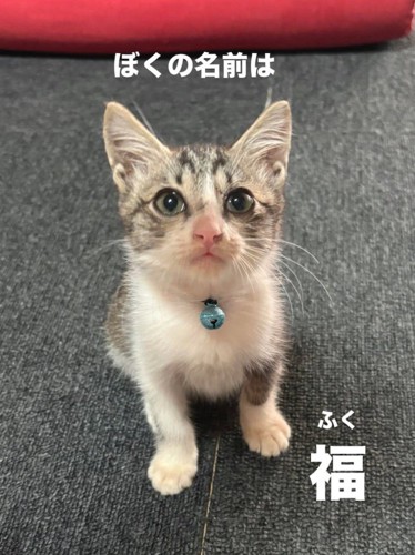 飼い主を見上げる子猫