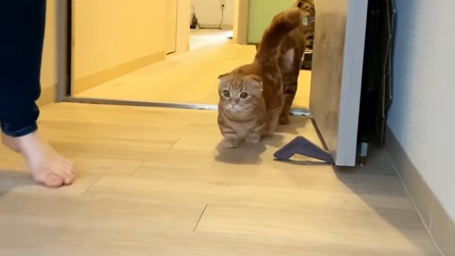 歩いてくる猫