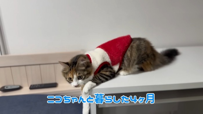 テロップ「ニコちゃんと暮らした4ヵ月」