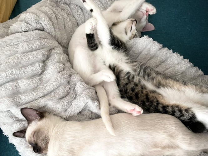 くっついて寝ている子猫3匹の様子(アップ)